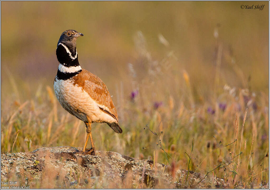 Little Bustard male adult, identification