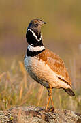 Little Bustard