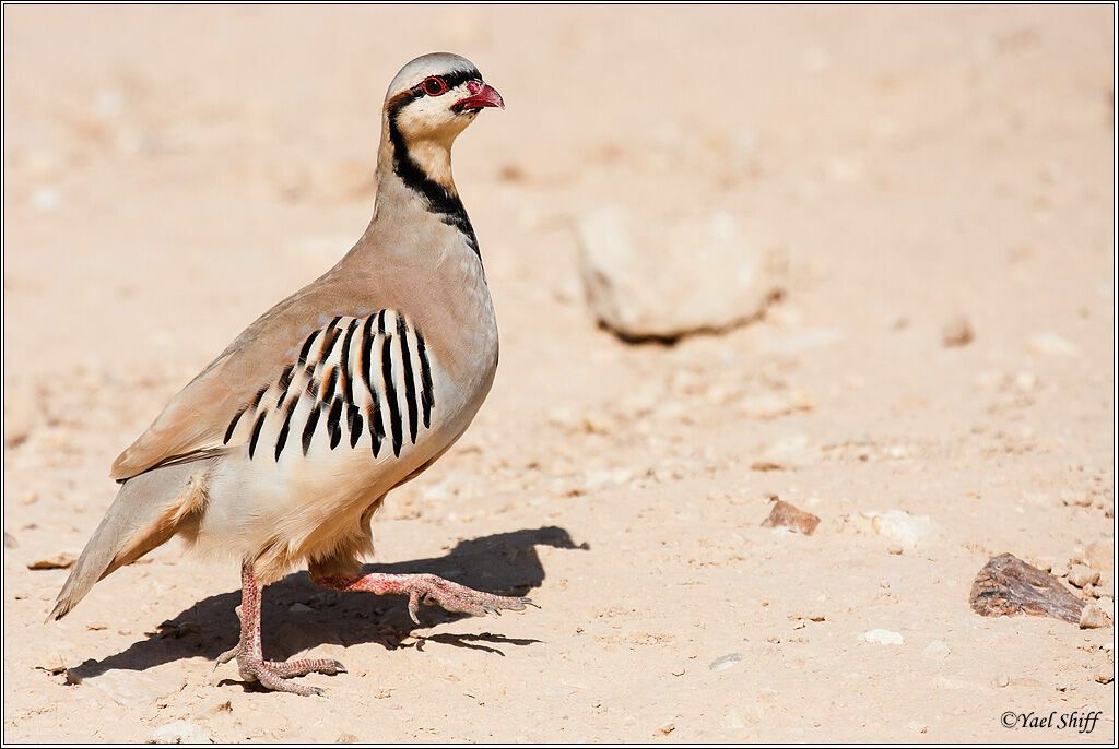 Chukar Partridge