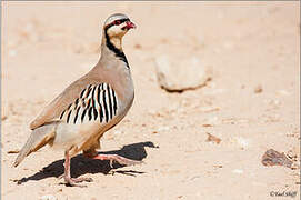 Chukar Partridge