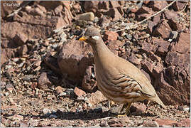 Sand Partridge