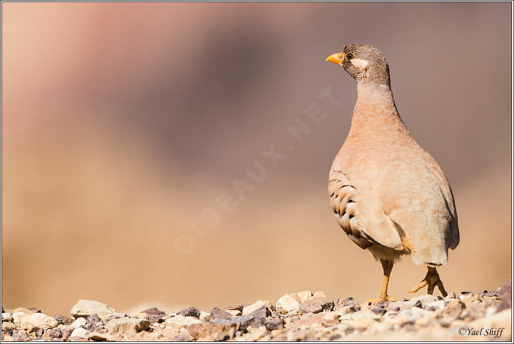 Sand Partridge