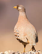 Sand Partridge