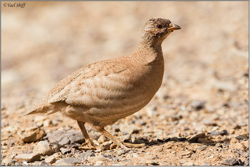 Sand Partridge female