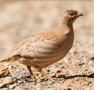 Sand Partridge