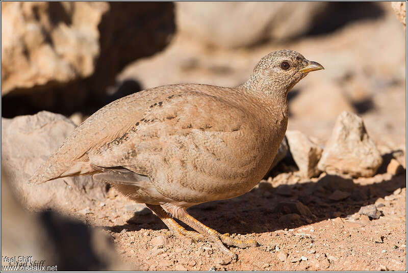 Sand Partridge female adult, identification