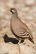 Sand Partridge