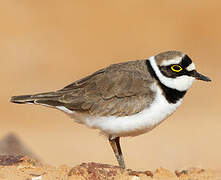 Little Ringed Plover