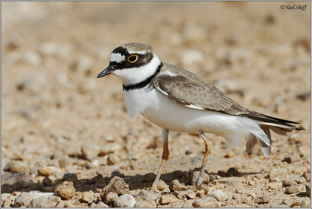 Little Ringed Plover