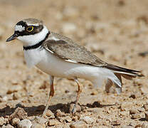 Little Ringed Plover