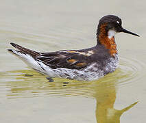 Red-necked Phalarope