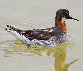 Phalarope à bec étroit