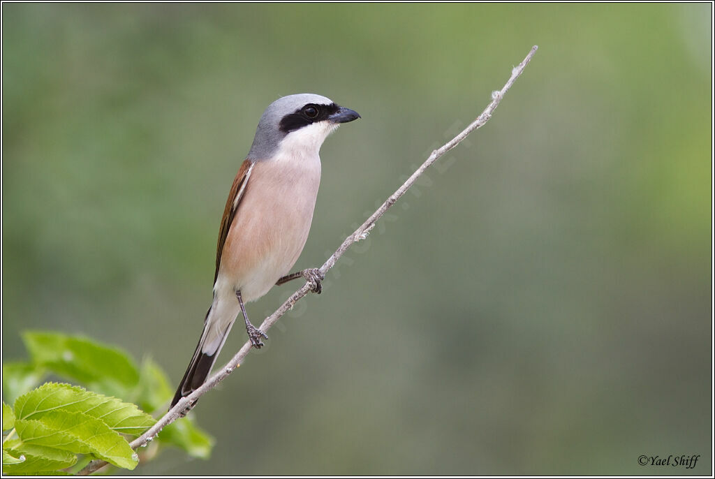 Red-backed Shrike