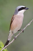 Red-backed Shrike