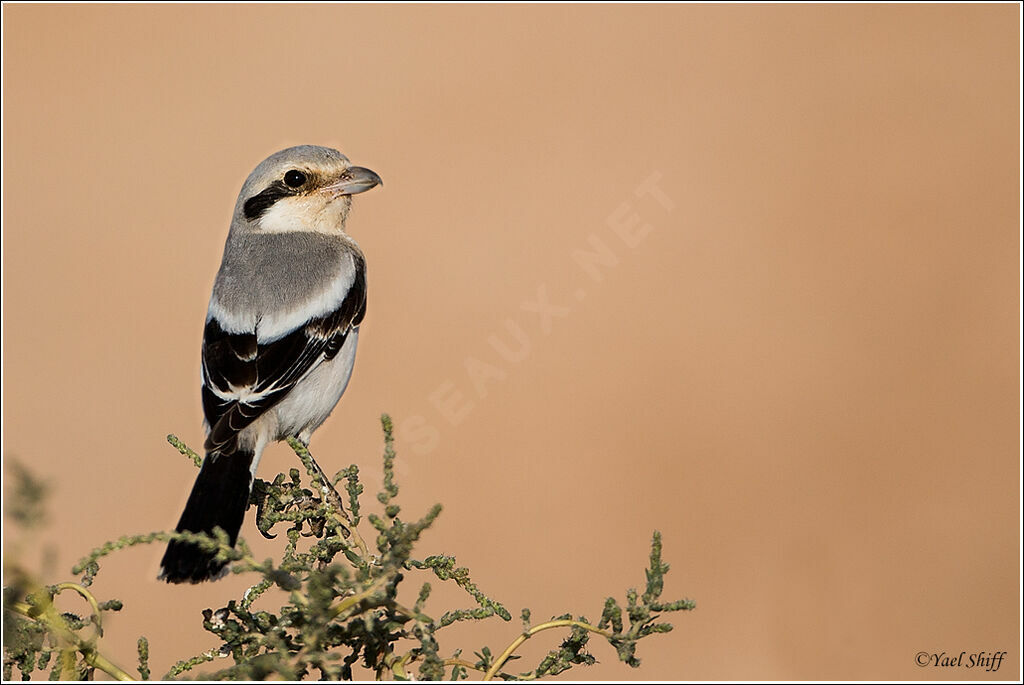 Great Grey Shrikeadult, identification