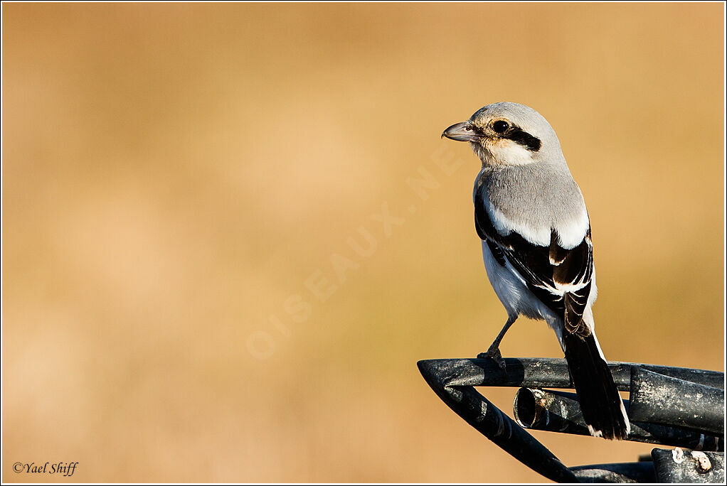 Pie-grièche grise, identification