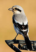 Great Grey Shrike