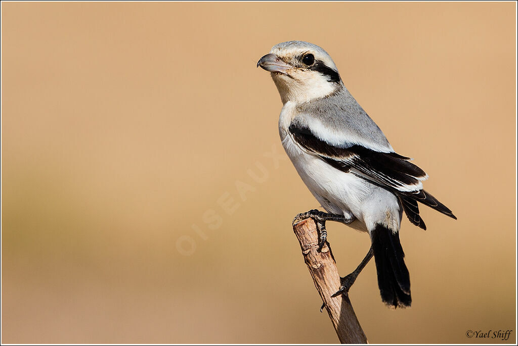 Great Grey Shrike