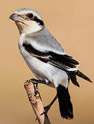 Great Grey Shrike