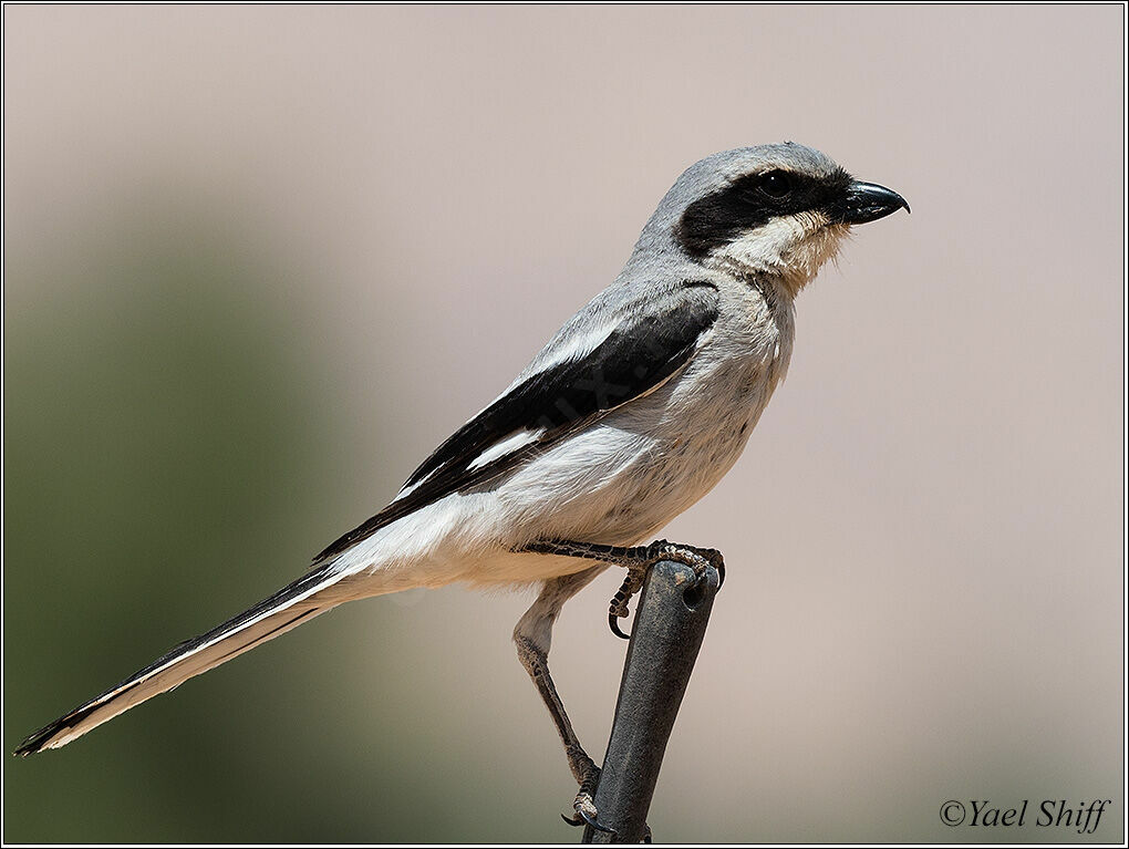 Great Grey Shrike