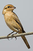 Isabelline Shrike