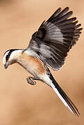 Masked Shrike