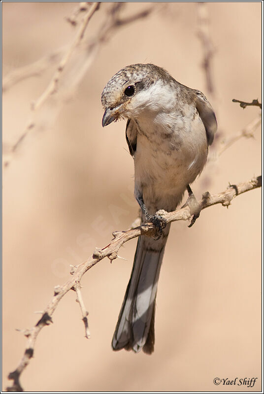 Masked Shrike