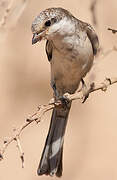 Masked Shrike