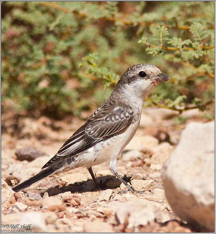 Masked Shrikejuvenile, identification