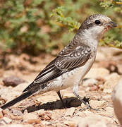 Masked Shrike