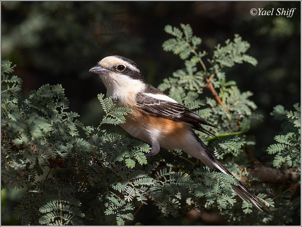 Masked Shrike