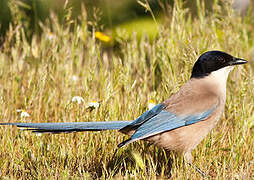 Iberian Magpie