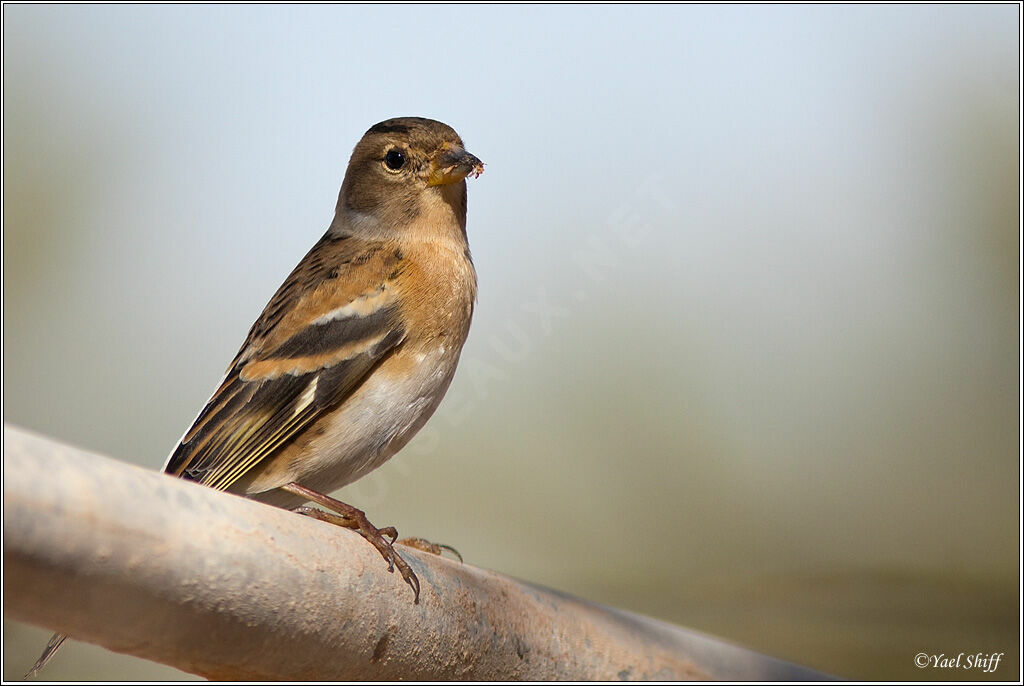 Brambling