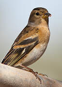 Brambling