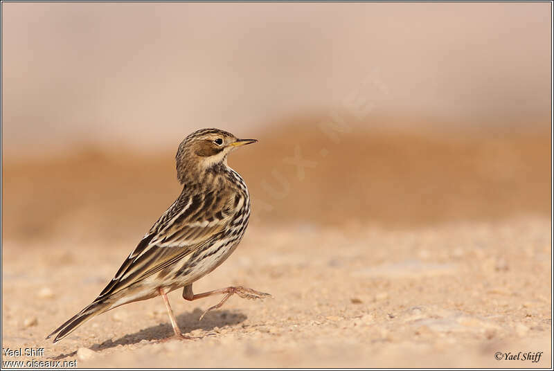 Red-throated Pipit, walking