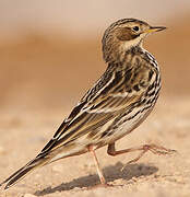 Red-throated Pipit