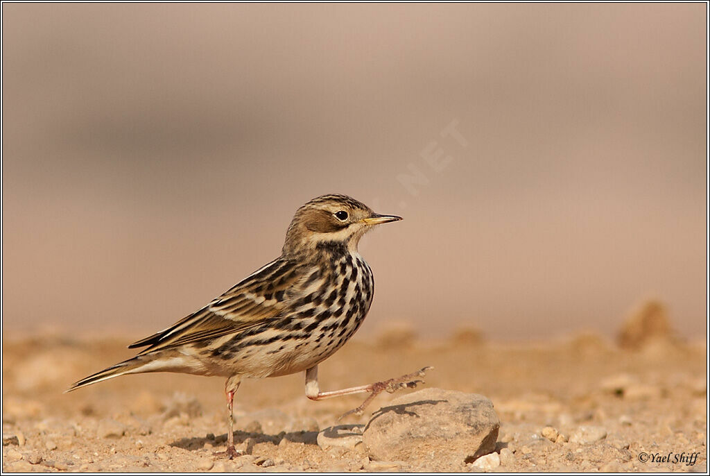 Red-throated Pipit