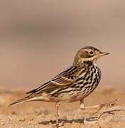 Red-throated Pipit