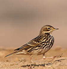 Pipit à gorge rousse