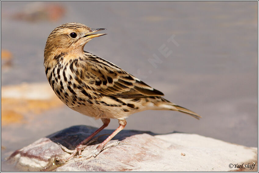 Pipit à gorge rousse