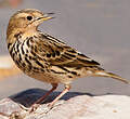 Pipit à gorge rousse