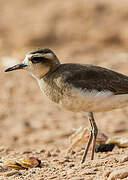 Caspian Plover