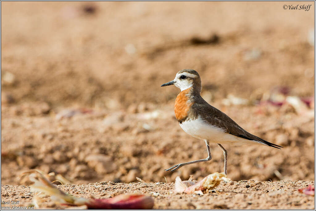 Caspian Plover male adult breeding, identification