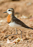 Caspian Plover