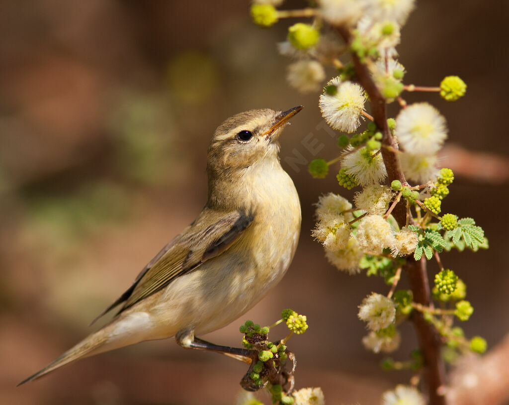 Common Chiffchaff, identification