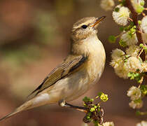 Common Chiffchaff