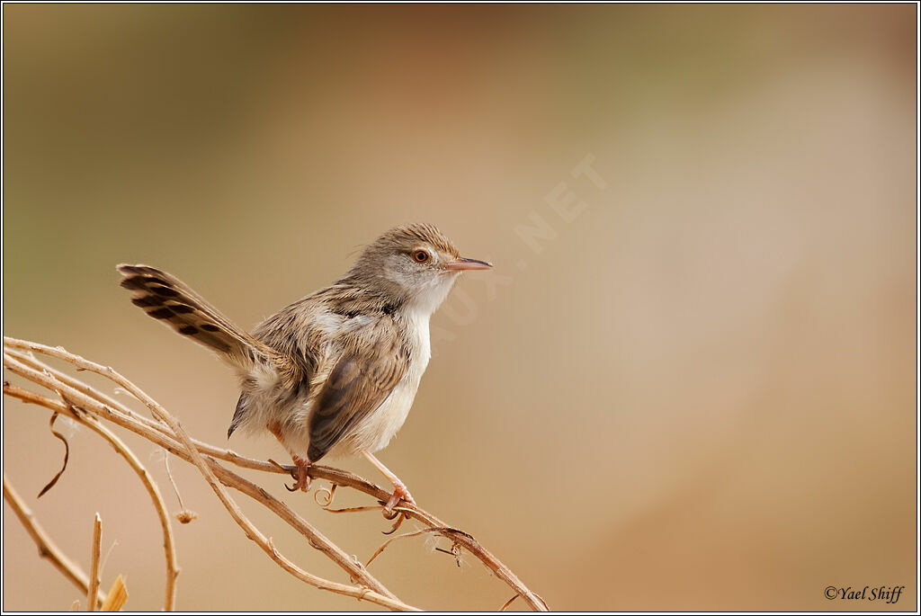 Graceful Prinia