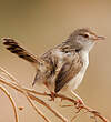 Prinia gracile