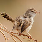 Prinia gracile