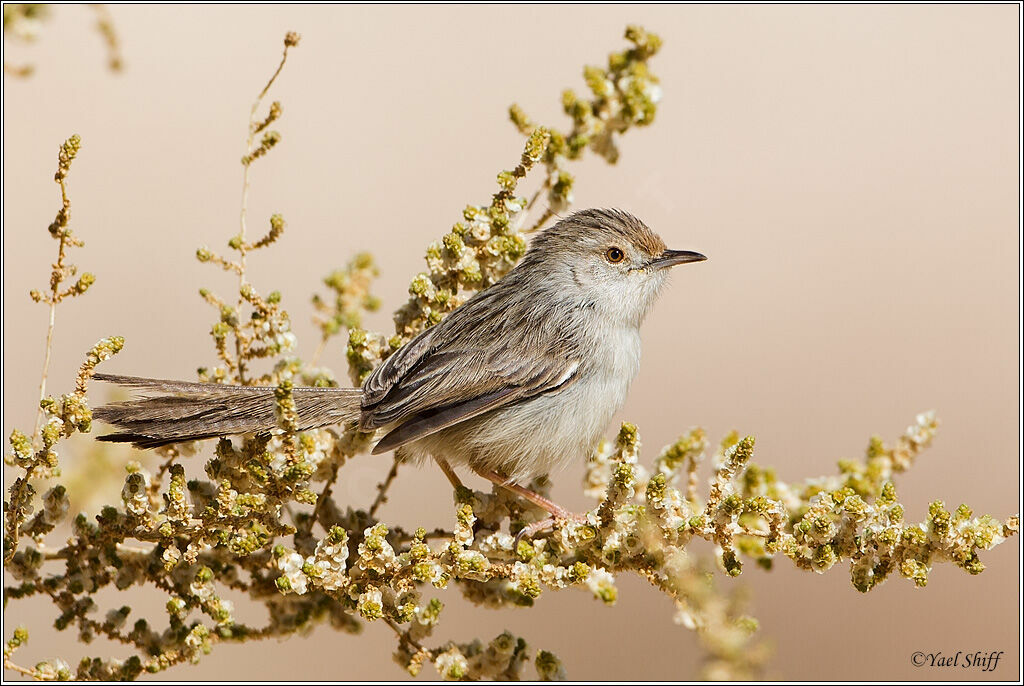 Graceful Prinia